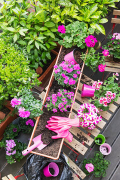 Planting of pink summer flowers in balcony garden