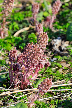 Butterbur(Petasites hybridus) growing outdoors