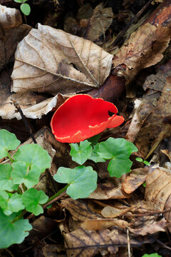 Scarlet elf cup (Sarcoscypha coccinea) growing on forest floor