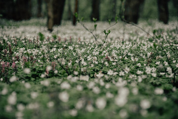 forest glade with white flowers.