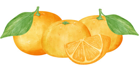 Watercolor fresh orange fruit hand drawing painted illustration with composition