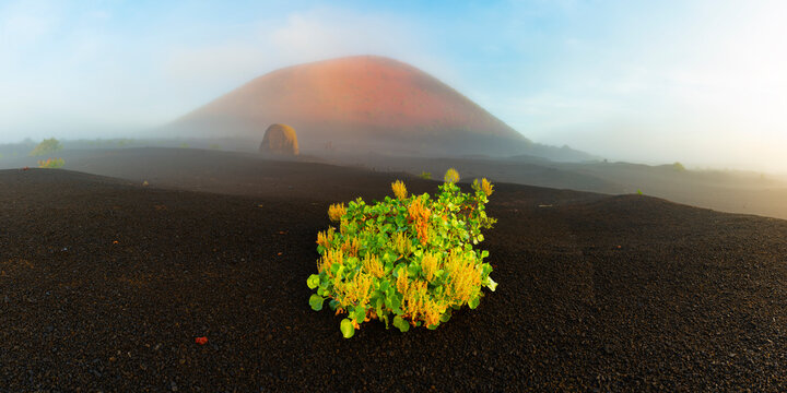Spain, Canary Islands, Rumex lunaria growing in front of Caldera Colorada in Parque Natural de Los Volcanes