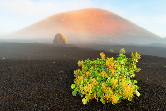 Spain, Canary Islands, Rumex lunaria growing in front of Caldera Colorada in Parque Natural de Los Volcanes