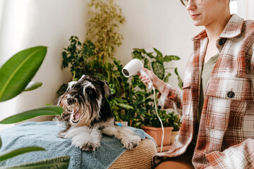 Woman blow drying Schnauzer dog at home
