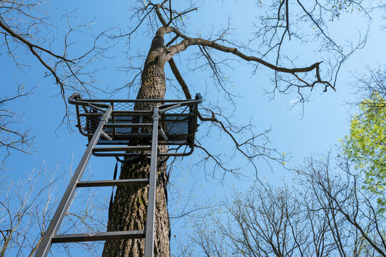 Low angle view of a tree stand with ladder strapped to a tall tree