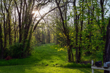 Idyllic golden hour forest path leads away from mailboxes