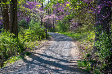 Country lane with stones and pink and purple flowers