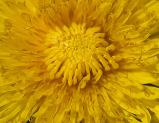 yellow dandelion flower as background.