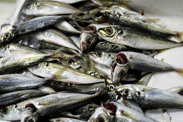 fishmarket in athens, fish seafood-closeup