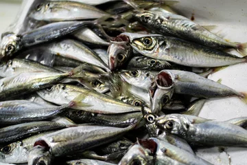Gardinen fishmarket in athens, fish seafood-closeup © Andreas