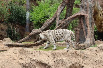 Fototapeta na wymiar White tiger at Loro Park , Loro Parque, Tenerife, Canary Islands, Spain