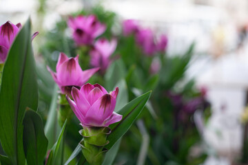 Beautiful bright spring flowers against the backdrop of the sun and nature