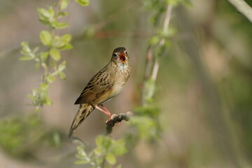 A Common grasshopper warbler sits on the green twig and sings. Locustella naevia. Beautiful wildlife scene with a small song bird.
