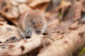 Bank vole looking for food. Vole in the nature habitat. Wildlife scene from european forest. Myodes glareolus