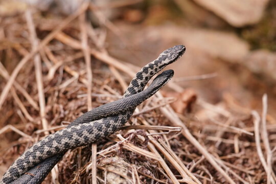 Portrait of two male european crossed vipers in early spring in mating season, Vipera berus. Male and female of Common European adder mating
