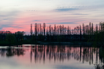 Sunset on a lake with a pink sky and a ridge of poplars with reflection in the water