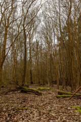 Wald mit Moosbewachsenen Bäumen 