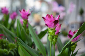 Beautiful bright spring flowers against the backdrop of the sun and nature