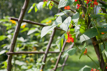 Scarlet Runner Bean growing on the wooden structure in the vegetable garden - ornamental red and...