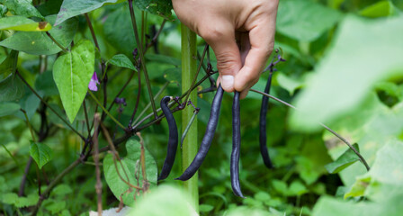 Bush Bean - Phaseolus vulgaris. Dwarf Bean 'Purple Teepee' growing in the garden. Young gardener...