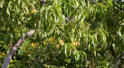Green Peach Tree with much green fruit ready for early harvest. The unripe fruit is harvested for sour chutneys and pickles in Persian Asian and Middle Eastern cuisines.