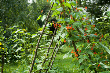 Runner Bean 'Scarlet' climbing on the wooden structure in the vegetable garden - this variety...