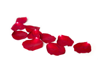 Red petals of rose flower on white background