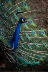 peacock
