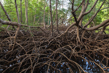 Roots of mangrove trees growing in water. Nature of Samana bay