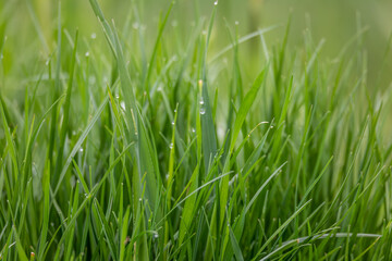 Fototapeta na wymiar Fresh green grass in spring garden for natural background, wallpaper or backdrop use