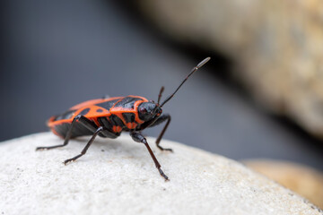 Firebug, Pyrrhocoris apterus, is a common insect of the family Pyrrhocoridae with striking red and black coloration