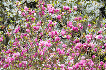 Obraz na płótnie Canvas Magnolia tree blossom in springtime. tender pink flowers in sunlight. warm April weather