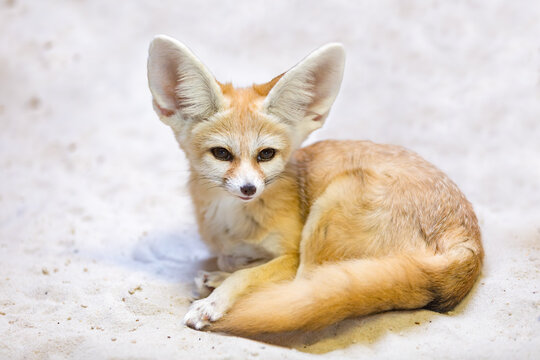 Fennec fox (Vulpes zerda) is a small crepuscular fox native to the deserts of North Africa