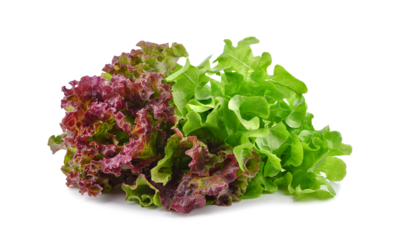 Fresh red green lettuce isolated on transparent background. PNG