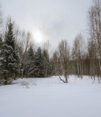 A tree in a snowy meadow