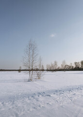 A tree on snow-covered field