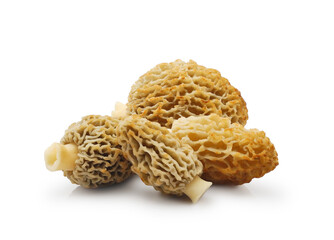 Morel or morchella esculenta isolated on white background. First edible spring forest mushrooms. 