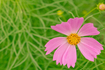 Obraz premium Cosmos flower on green grass background with copy space for text.