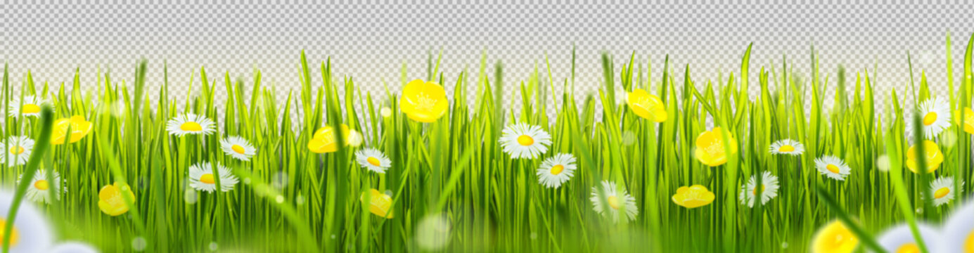 Realistic green grass border with flowers isolated on transparent background. Vector illustration of beautiful spring garden with lush lawn, colorful blossom. Organic herbs. Landscape design element