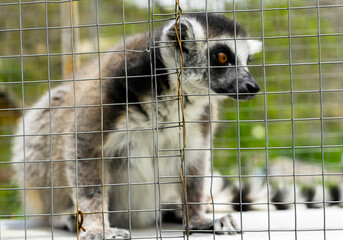 The little unfocused lemur sitting behind the bars of the cage and watches © gargantiopa