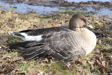 Wild Goose on the river bank