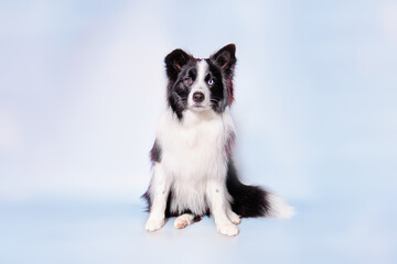 A young Border collie dog sits on a light background for 9 months after grooming in a grooming salon. Studio photo