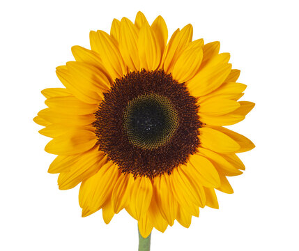 isolated sunflower over transparent background