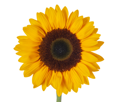 isolated sunflower over transparent background