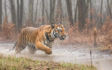 Fototapeta na wymiar Tiger walking in rain. Generative AI.