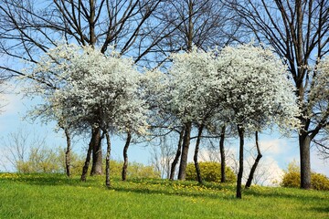 Obraz premium Low trees blooming with white flowers in spring