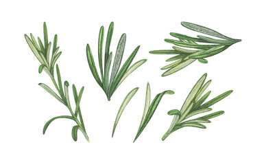 Watercolor set rosemary twig and leaves. Hand-drawn illustration isolated on white background. Perfect for menu cafe, restaurant, recipe book, cooking