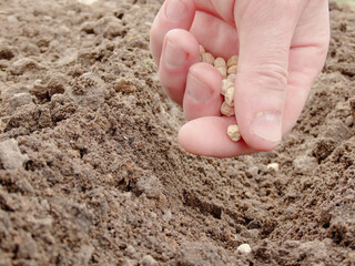 Mans hand planting peas in the garden. Farmer´s hand planting seed of green peas into soil. Sowing at springtime.