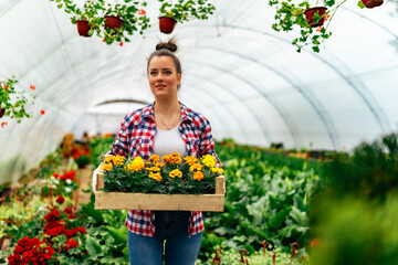 a young owner of a flower shop carries a crate full of blooming flowers in pots, she's standing in...