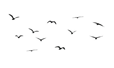 migrating birds black minimalist design